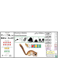 گونه سنجابک درختی Forest Dormouse 